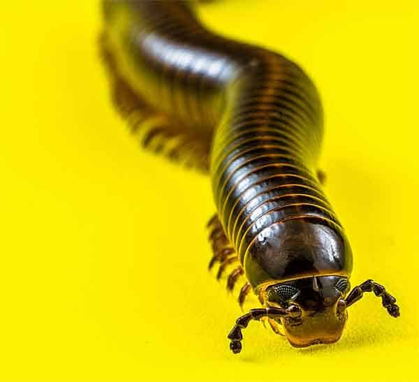 Desert Millipedes