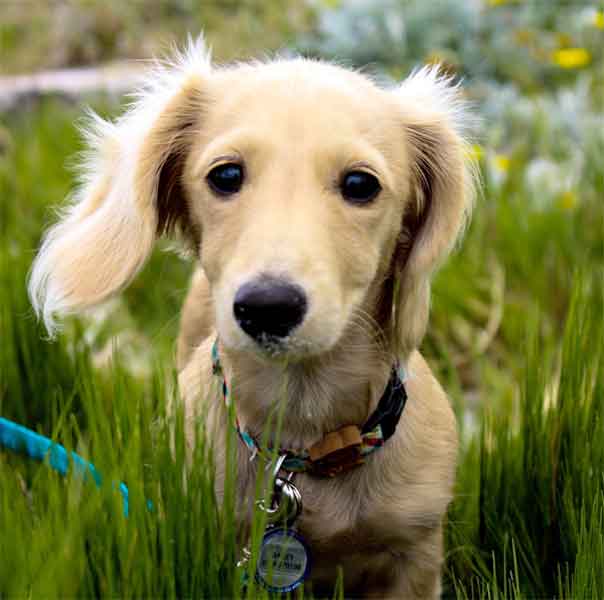 Miniature dachshund puppy eyes long-haired