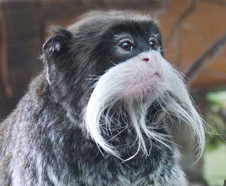 monkey with a big beard