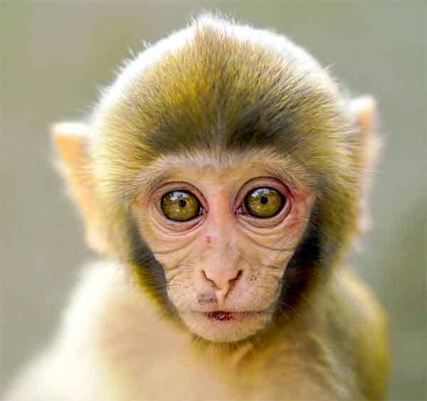 Baby monkey with big eyes