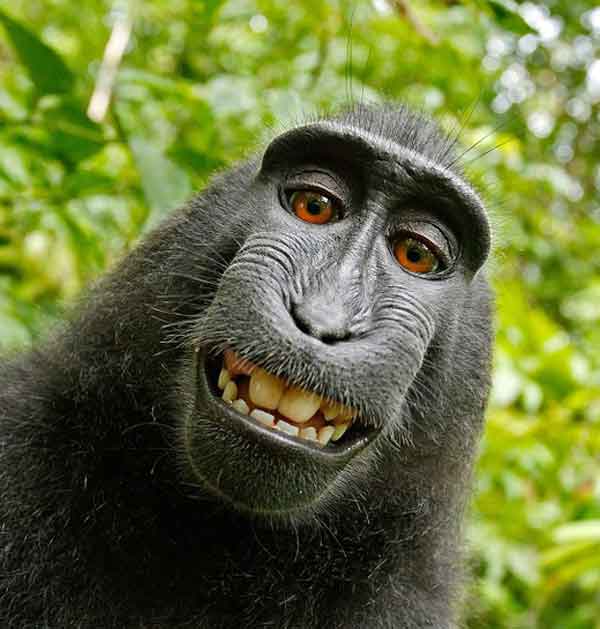 Smiling monkey with less hair