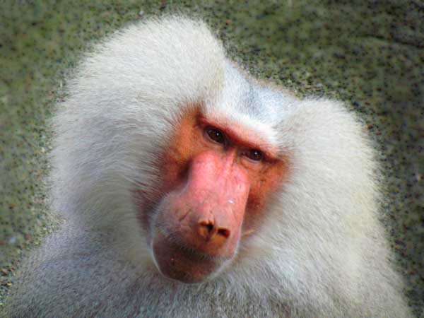 Monkey with a lot of facial hair