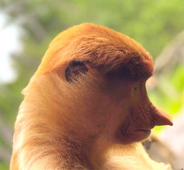 Red monkey with weird hairdo