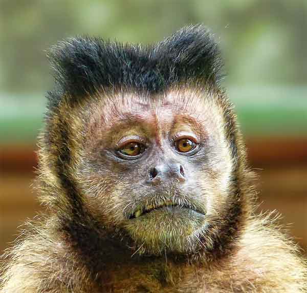 Monkey with funny straight hair