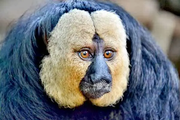Monkey with really funny haircut