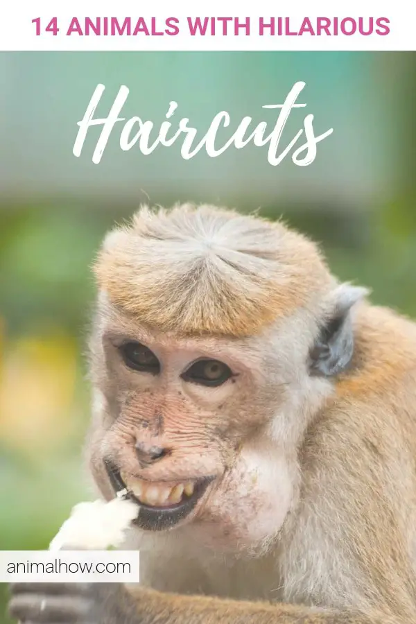 19 Animals With Hilarious Hairstyles And 3 With Ugly Hair