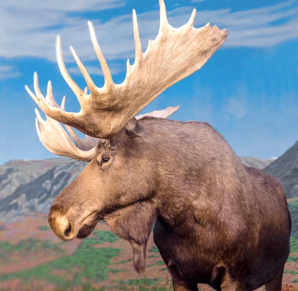 Moose head with huge antlers living in Arctic region (Canada and Norway)