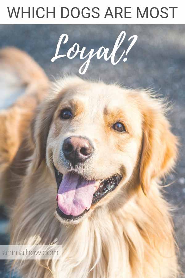 The most loyal dogs in the world