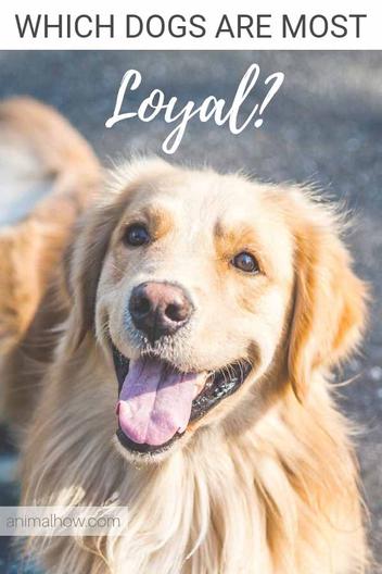 Which Animals Are Most Loyal? 8 Faithful Pets (With Examples) –  
