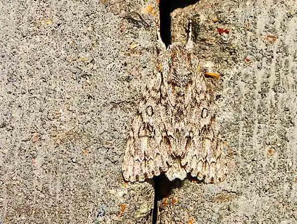 Moth camouflaging itself