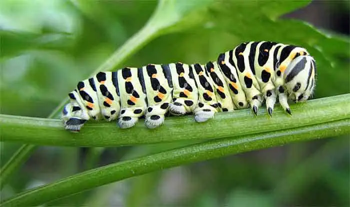 Moth Catepillar