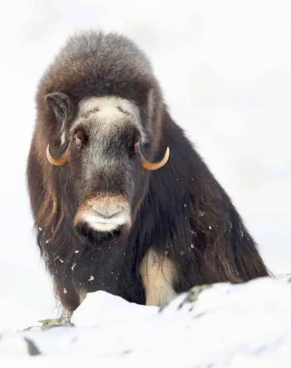 Musk ox in the Arctic cold of the North Pole