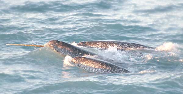 Narwhal with horn living around Greenland