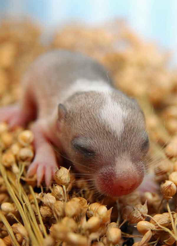 生まれたばかりの赤ちゃんのハムスターはとても小さくてかわいいです！