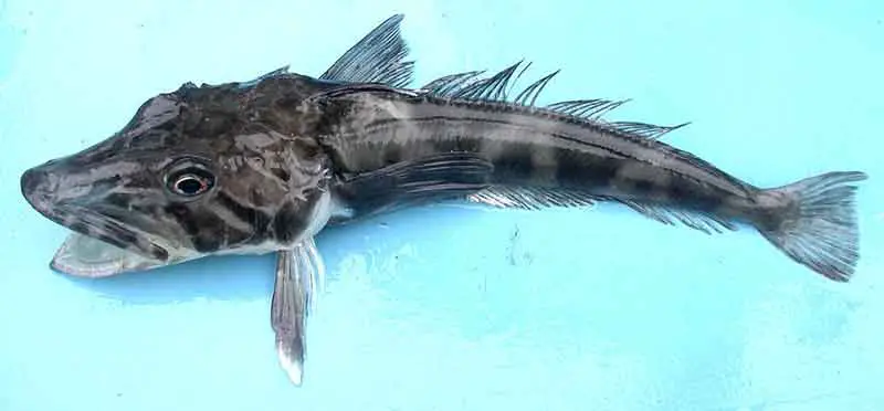 ocellated icefish With translucent (white) blood