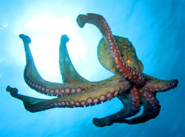 monster octopus raging in the sea