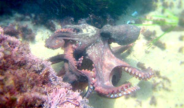 Octopus hiding between red corals and camouflaging itself to match the colors