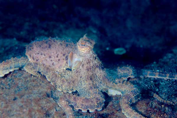 Octopus hiding with matching colors