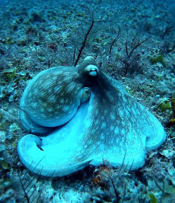 Squid hiding between sea plants and green colored sea creatures