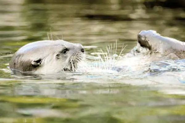 Arctic Otter playing in the cold water on the back with fish