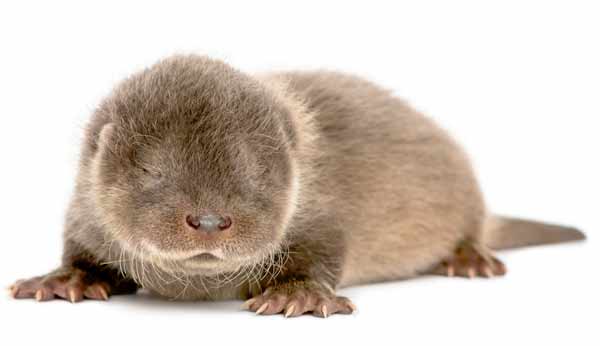 Otter pup baby looking furry and cute with dark fur