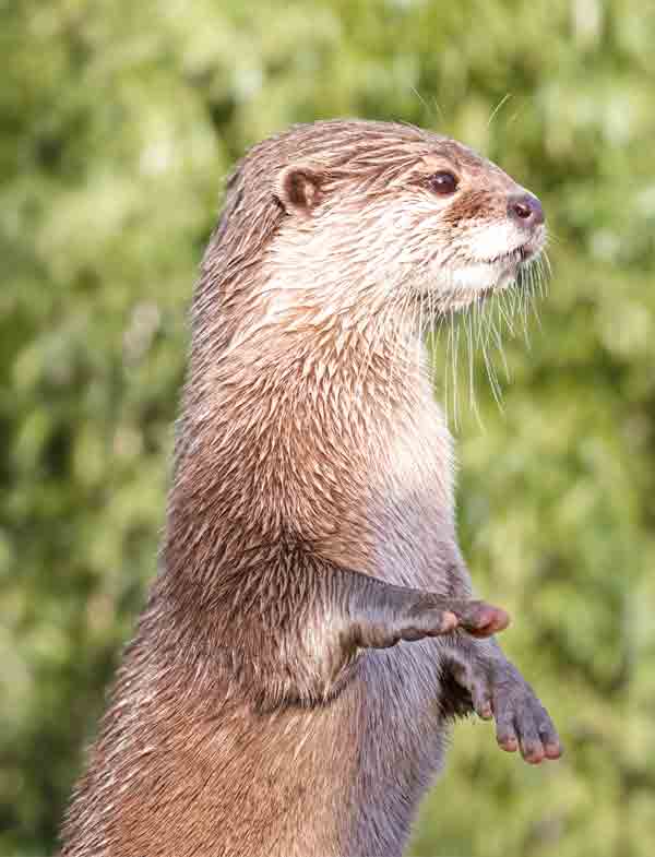 Otter standing up and looking super cute with dark eyes