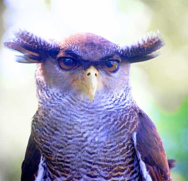 What Is The Quietest Animal On Earth The Earth Images Revimage Org