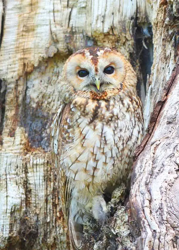 Owl hiding between trees being completely invisible with matching colors