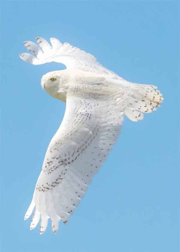 Snowy owl flying with white fur and wide open wings.