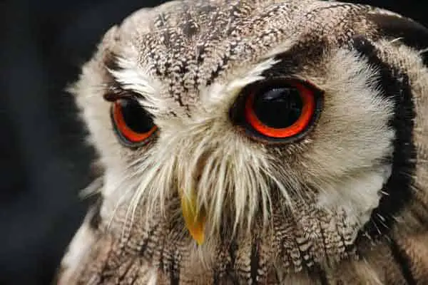 Owl with green eyes