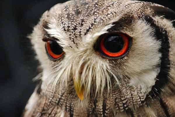 Hibou aux yeux verts