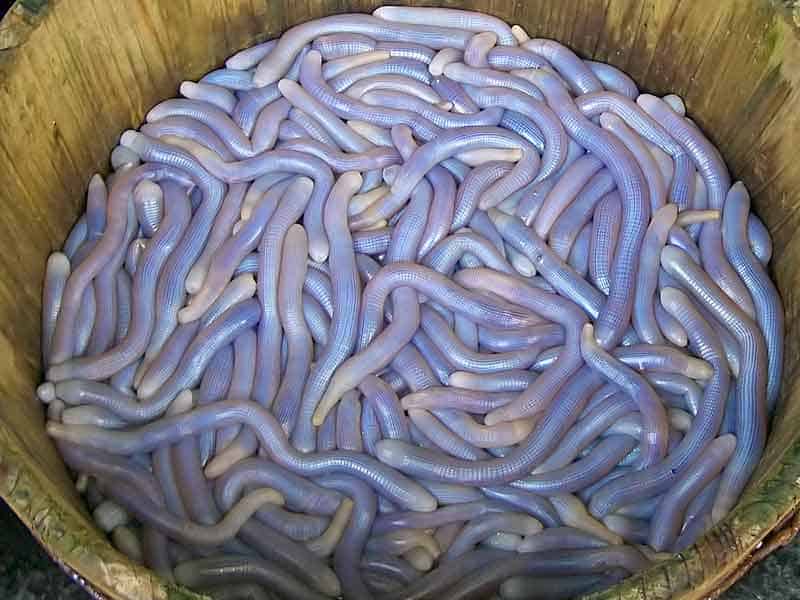 Peanut Worms with blue blood