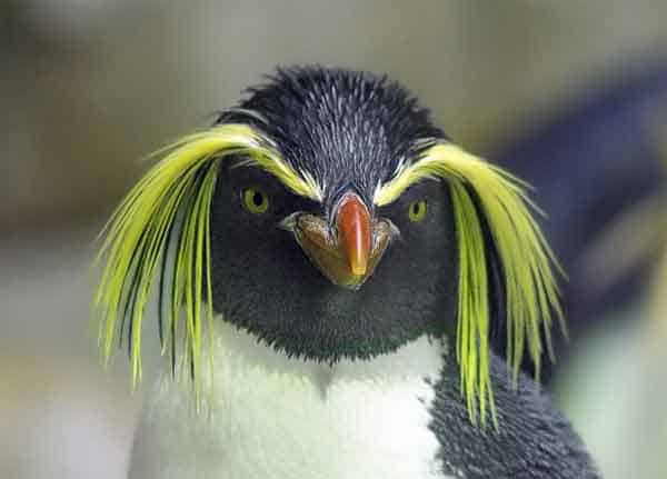 Pinguin with crazy hair