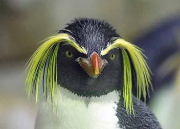 19 Animals With Hilarious Hairstyles (and 3 with UGLY hair) – 