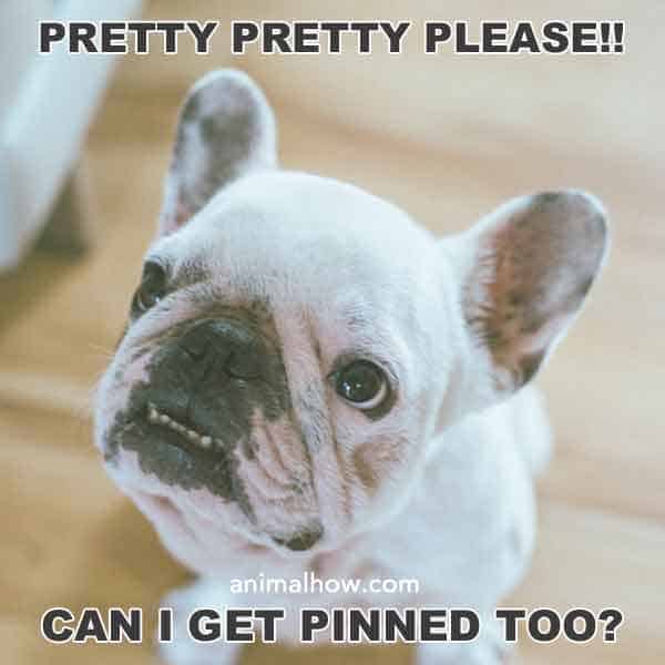 13 Really Funny Dog Pictures (With Captions) – AnimalHow.com