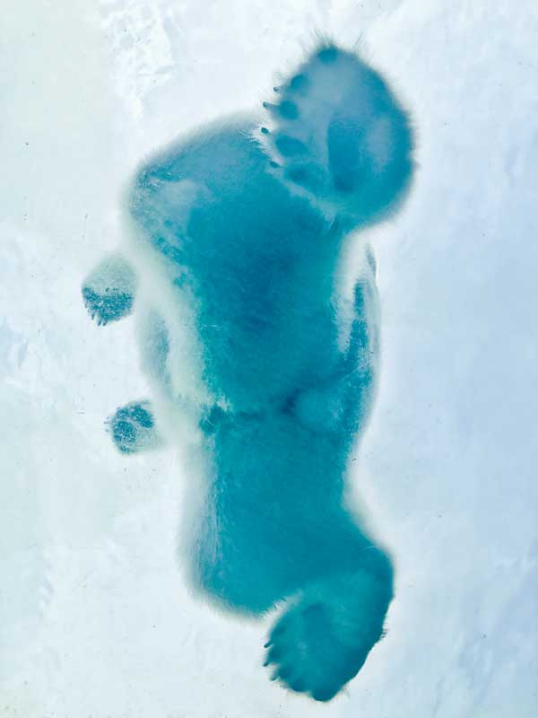 Polar Bear photographed from below the ice