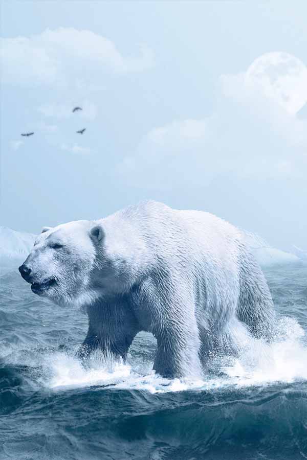 Polar bear hunting in water being hard to spot because of the white colors