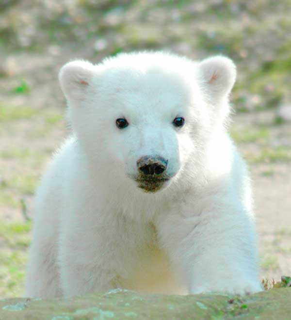 Polar Bear cub discovering on it's own in the arctic