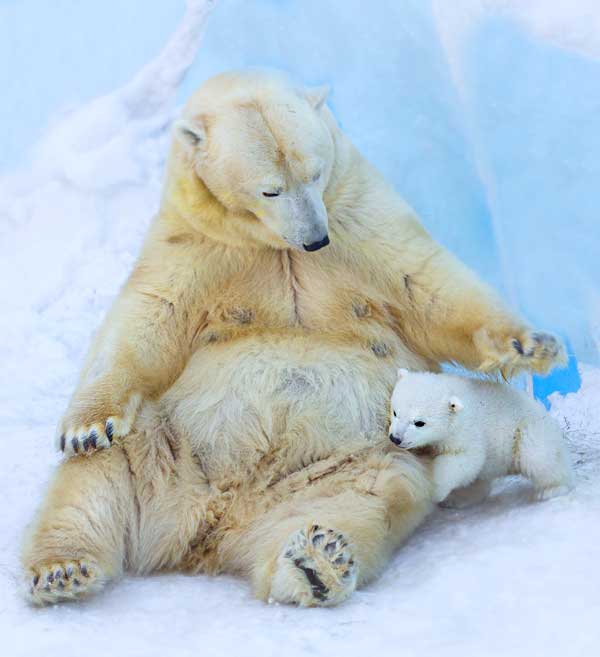 Polar Bear cub with mom. Super cute and tiny newborn baby