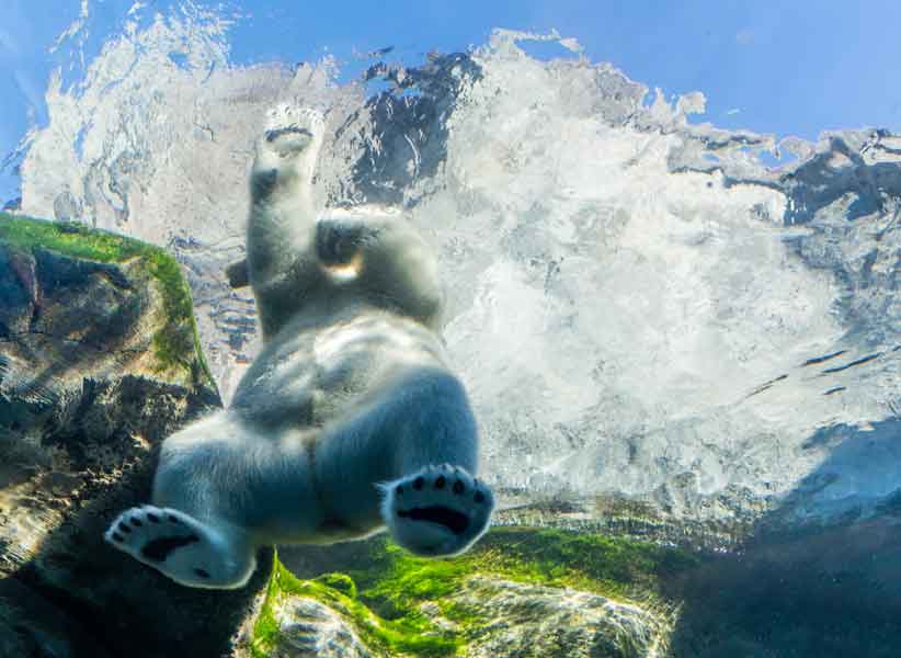 Polar Bear Playing In Water