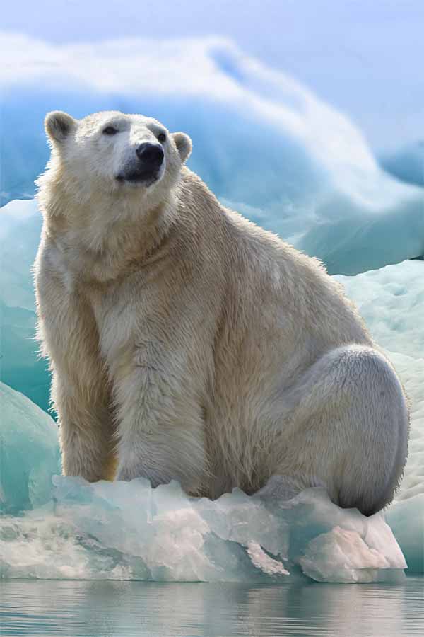 Polar bear sitting on icecap on greenland