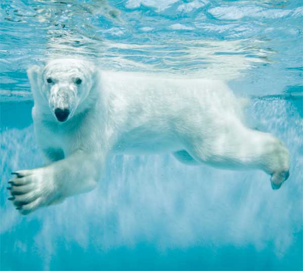 Polar bear swimming under the water in arctic water