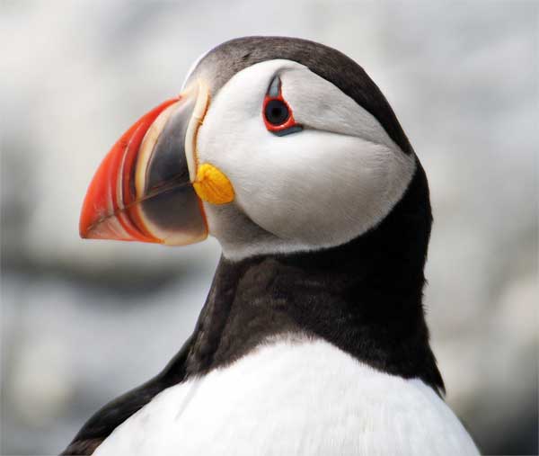 Puffin bird head with multiple colors on the beak