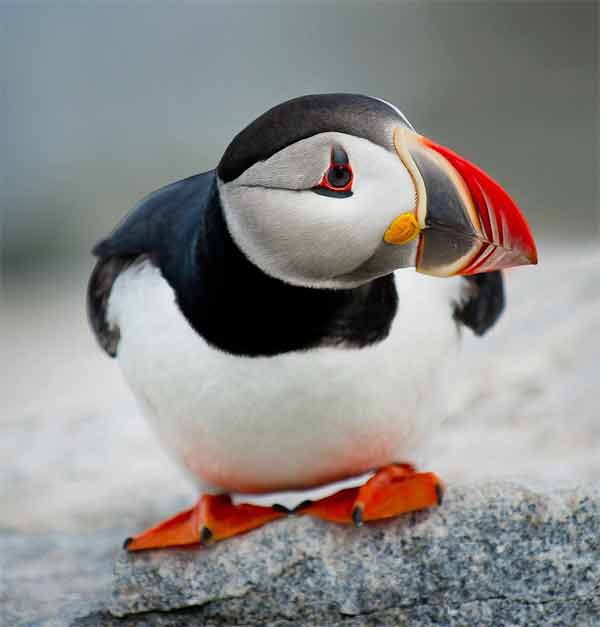 Puffin bird thinking with strong colors and black head