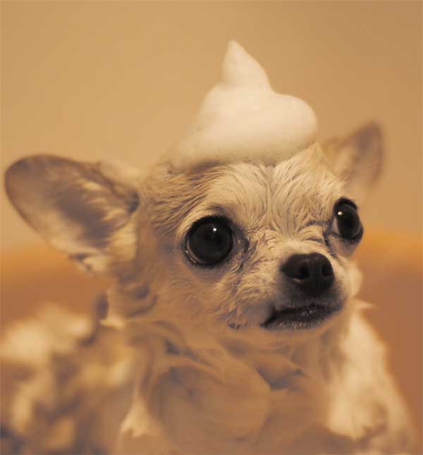 Cute chihuahua puppy looking with big eyes