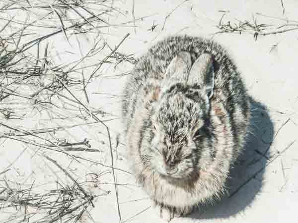 Rabbit hiding in sand