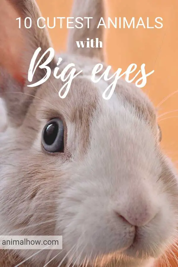 Rabbit with huge eyes