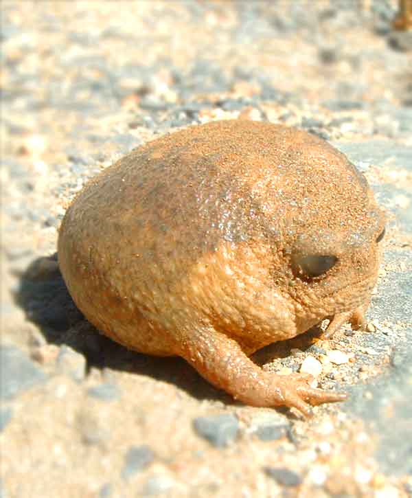 Rain Frog looking Grumpy