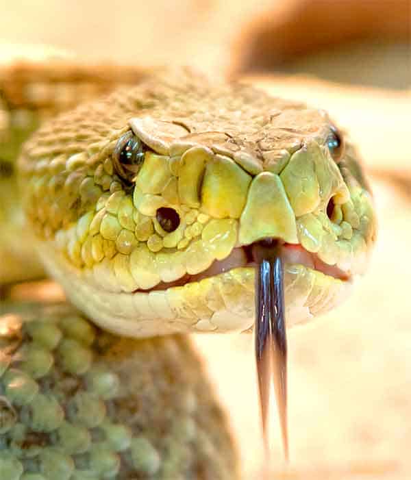 Rattlesnake hissing in the desert