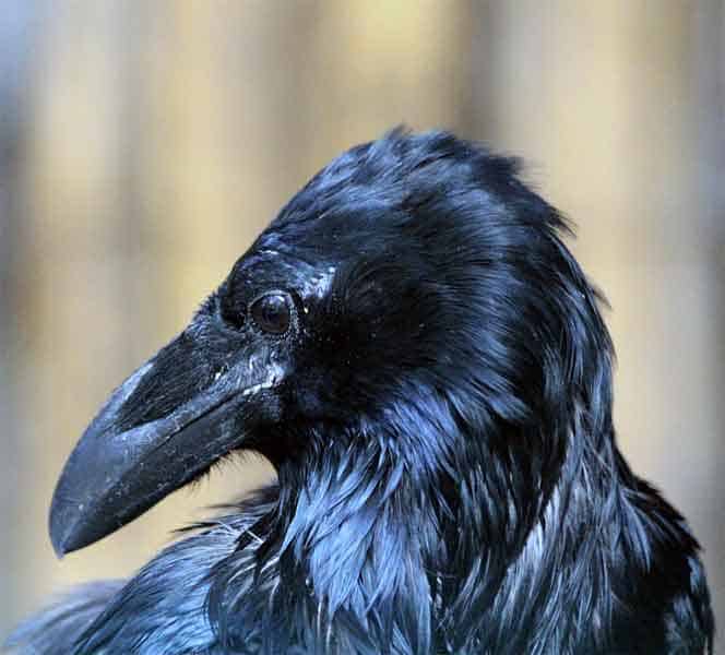 Beautiful raven with dark and black feathers